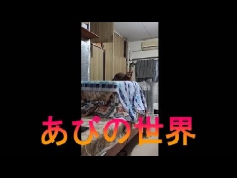 ネコ動画あび＃2890　あびの毎日　アビシニアン　あび