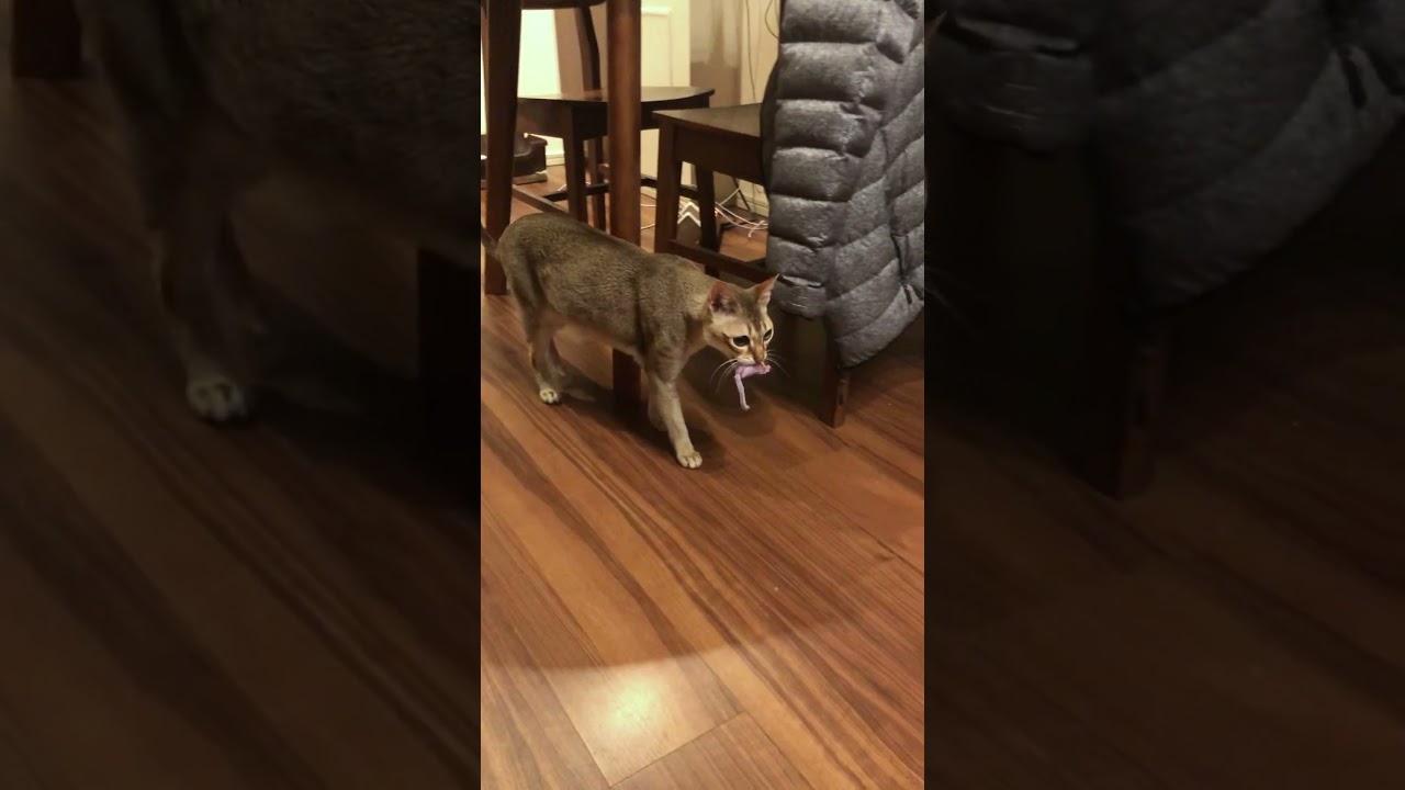 投げたおもちゃを取ってくる猫 #cat #シンガプーラ #猫