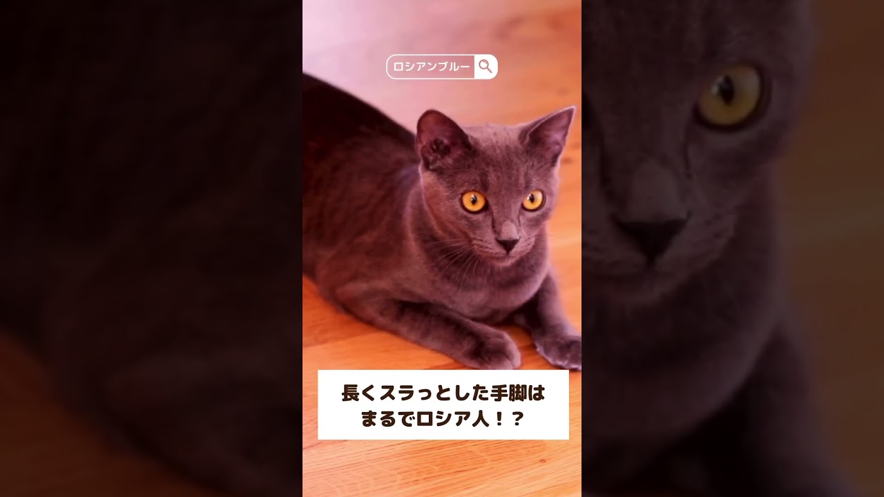 30秒でわかる！「ロシアンブルー」#shorts