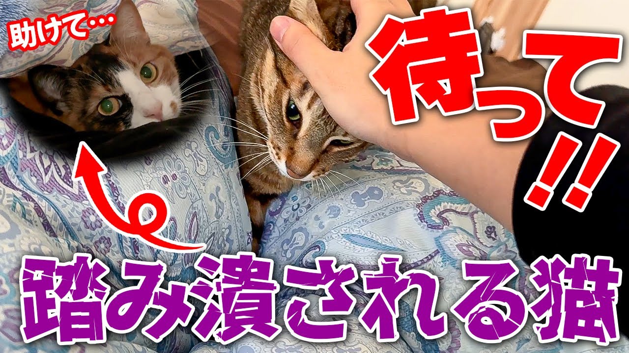 【悲報】布団の中で寝てる子猫が大猫に踏み潰されてしまいました…