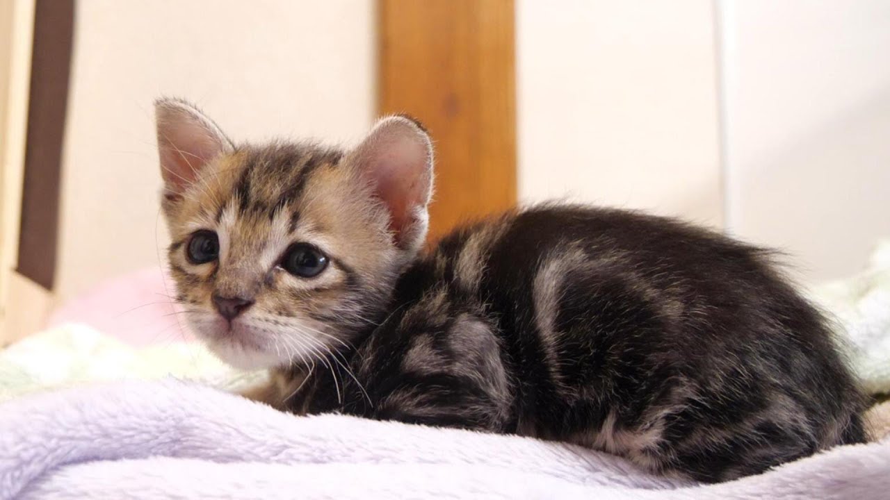 ママの様子をじっと見つめる子猫が嬉しそうな表情になる！？【赤ちゃん猫　保護猫】