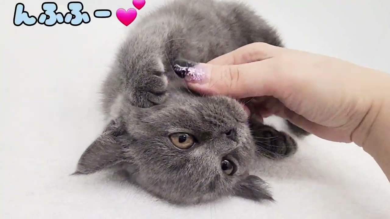 【ブリティッシュショートヘア】ナデナデ大好き！