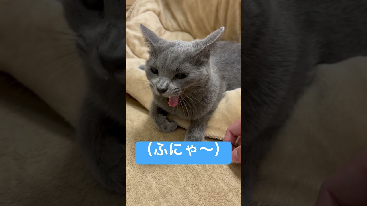 ご飯を忘れた寝ぼすけ猫（ロシアンブルー）#shorts