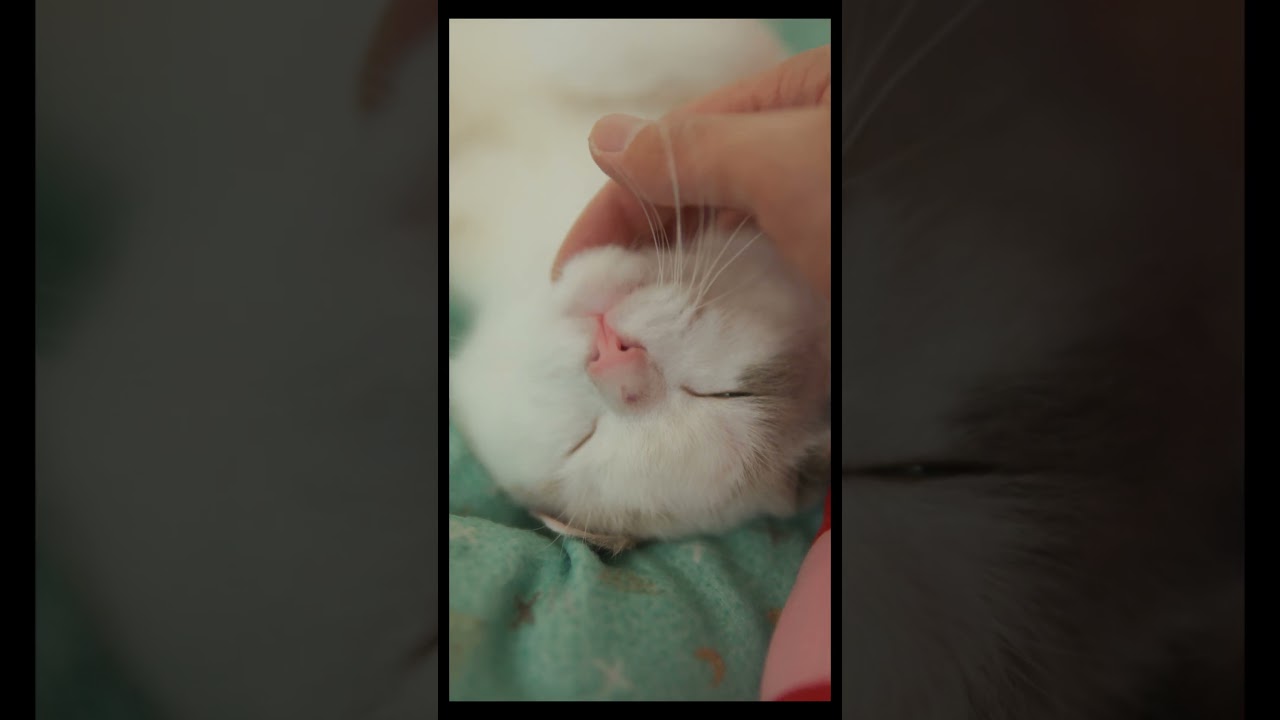 気持ち良さそう　#猫 #ラグドール #ragdollcat