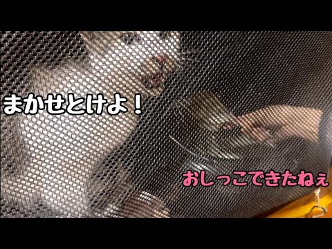 俺パナ氏！地域猫！トイレだって出来るんだ！