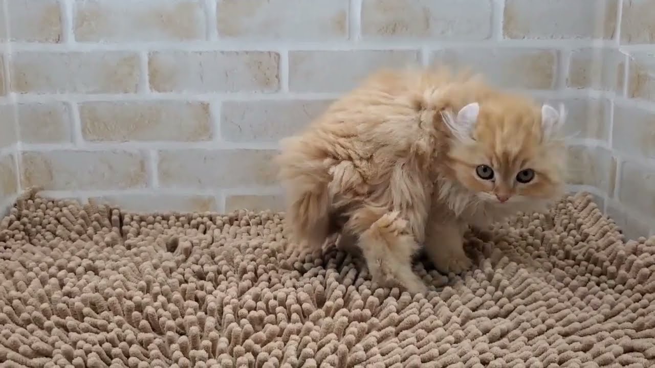 アメリカンカール　2023/10/29生まれ　女の子