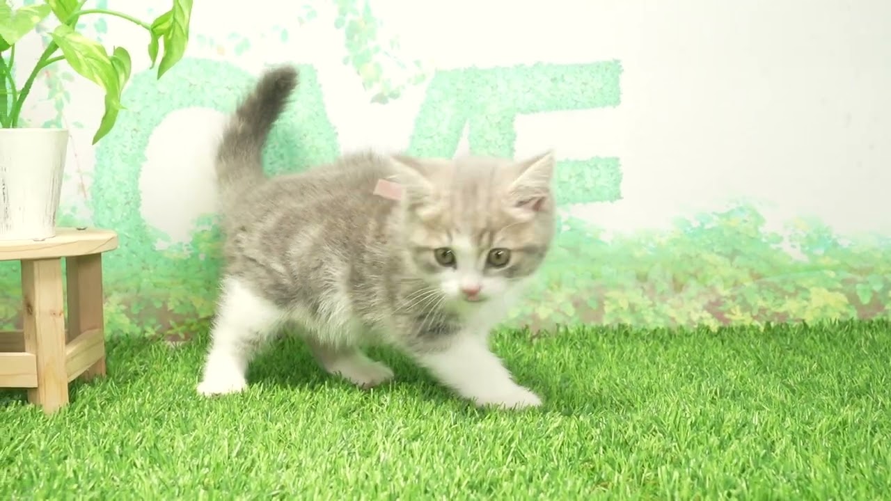 Coo&RIKU　No662904　マンチカン