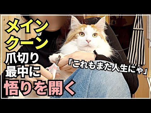 猫が苦手な爪切りを克服した大型猫メインクーン