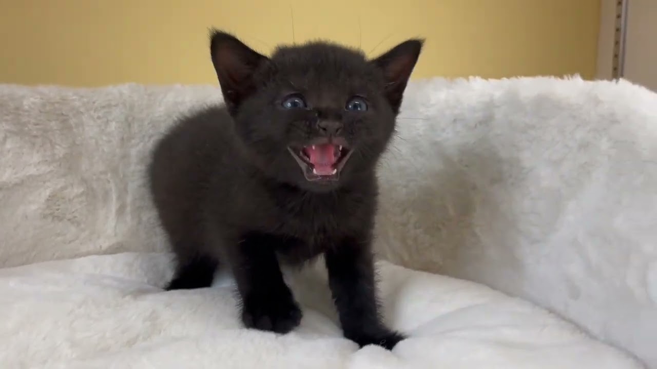 ボンベイ 【ブラック】レア猫種✨黒猫の代表ボンベイ兄妹❣️