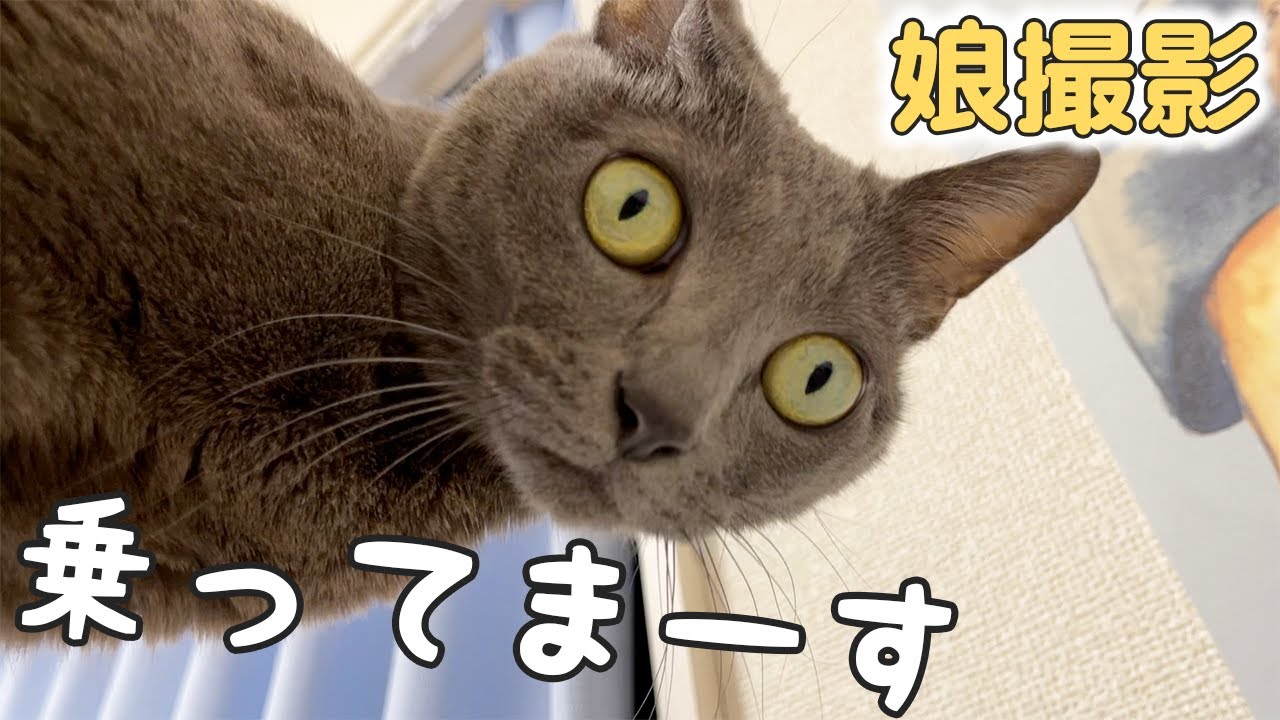 娘が好きすぎて背中に乗ってしまう猫ハムちゃん