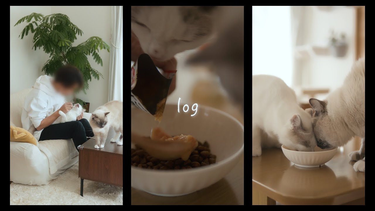 日常　#猫 #ラグドール #ragdollcat