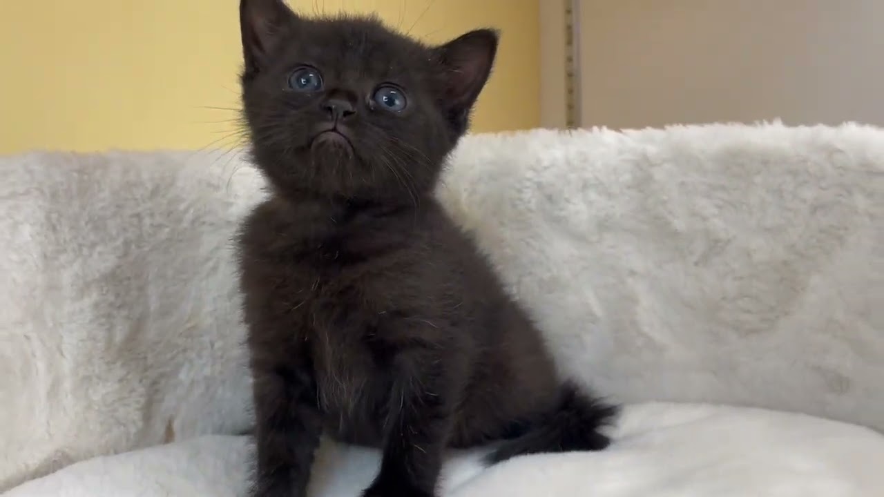 ボンベイ 【ブラック】レア猫種✨黒猫の代表ボンベイ兄妹❣️