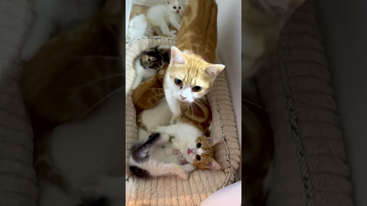 【子猫　マンチカン】自由にくつろぐ子猫達が可愛い❤️で、最後は隠れ家に集合🐈。#​​​​子猫​​​​​​​​​＃猫＃かわいい子猫