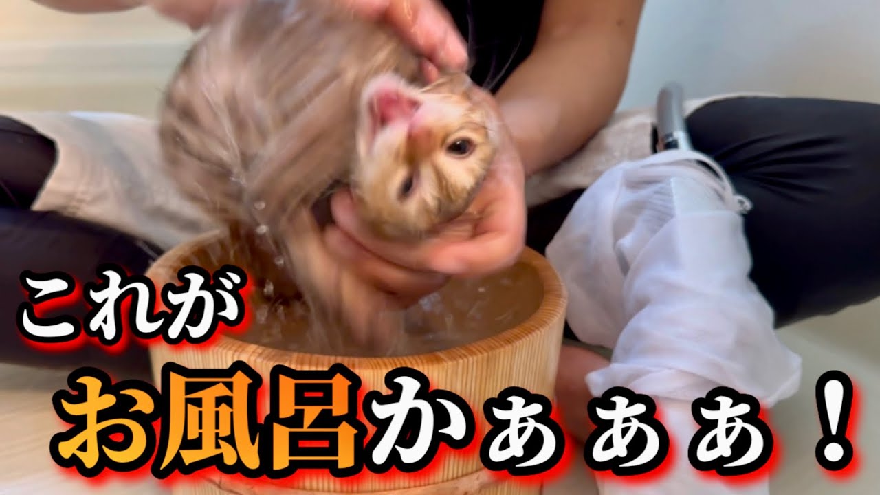 ノミの糞まみれの子猫をお風呂に入れたらこうなりました。