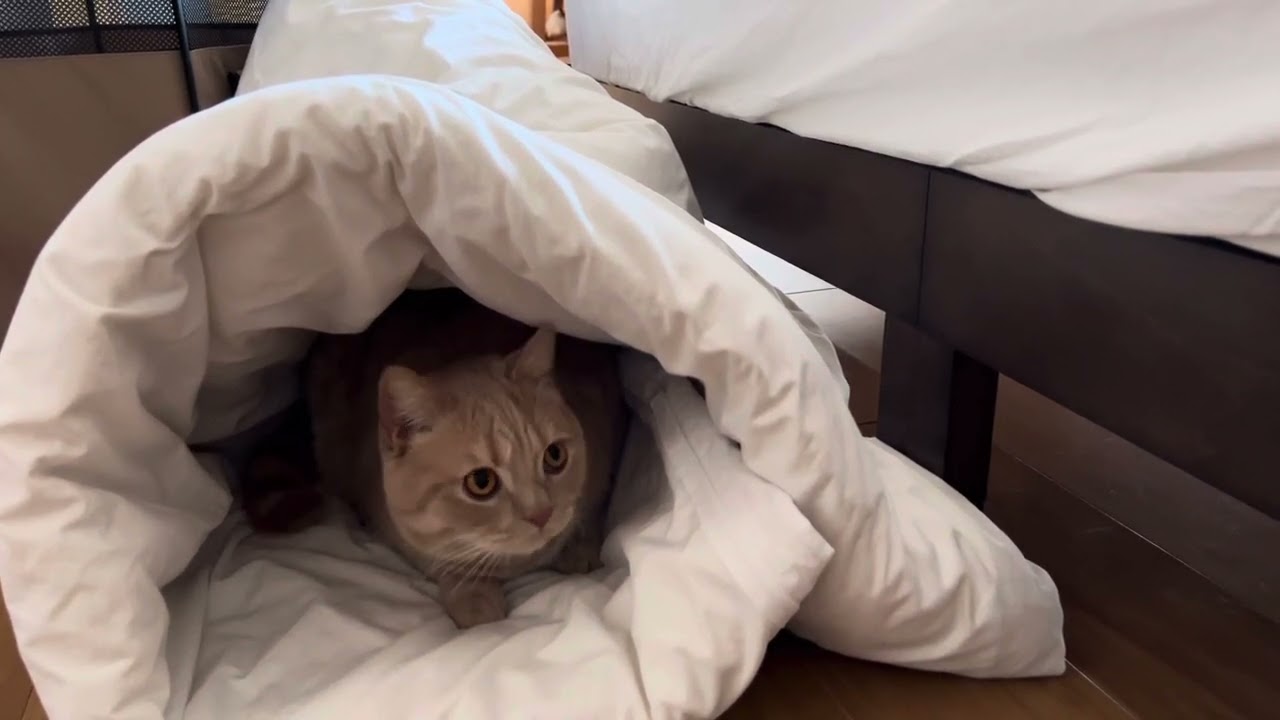 ブルドーザーのごとく頭突きで布団を落とし、上手に雪室を作ったハルさん🐾今日も楽しそうにしておられます＾＾