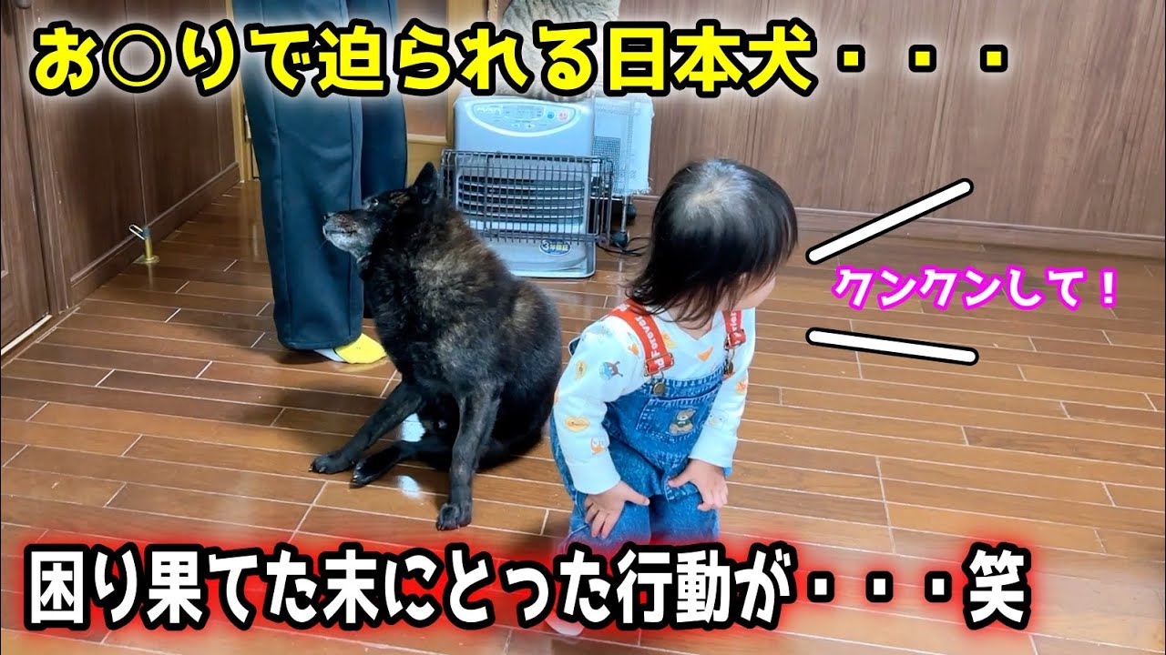 特殊な熱烈アプローチに困った愛犬がこうなりましたw【甲斐犬一休と猫のしずく】
