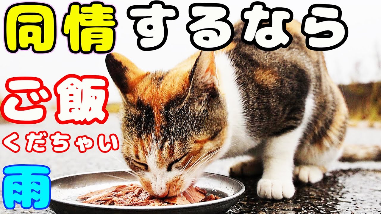 子猫行方不明 冬の雨の日に空腹で鳴いていた母猫にごはんをあげたらおいしそうに食べた