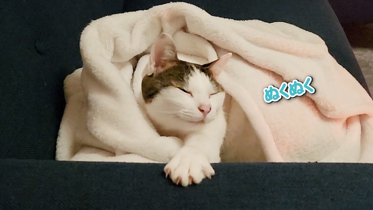 ※緊急で動画を回しています｜毛布にくるまってぬくぬくしてる猫がただ可愛い