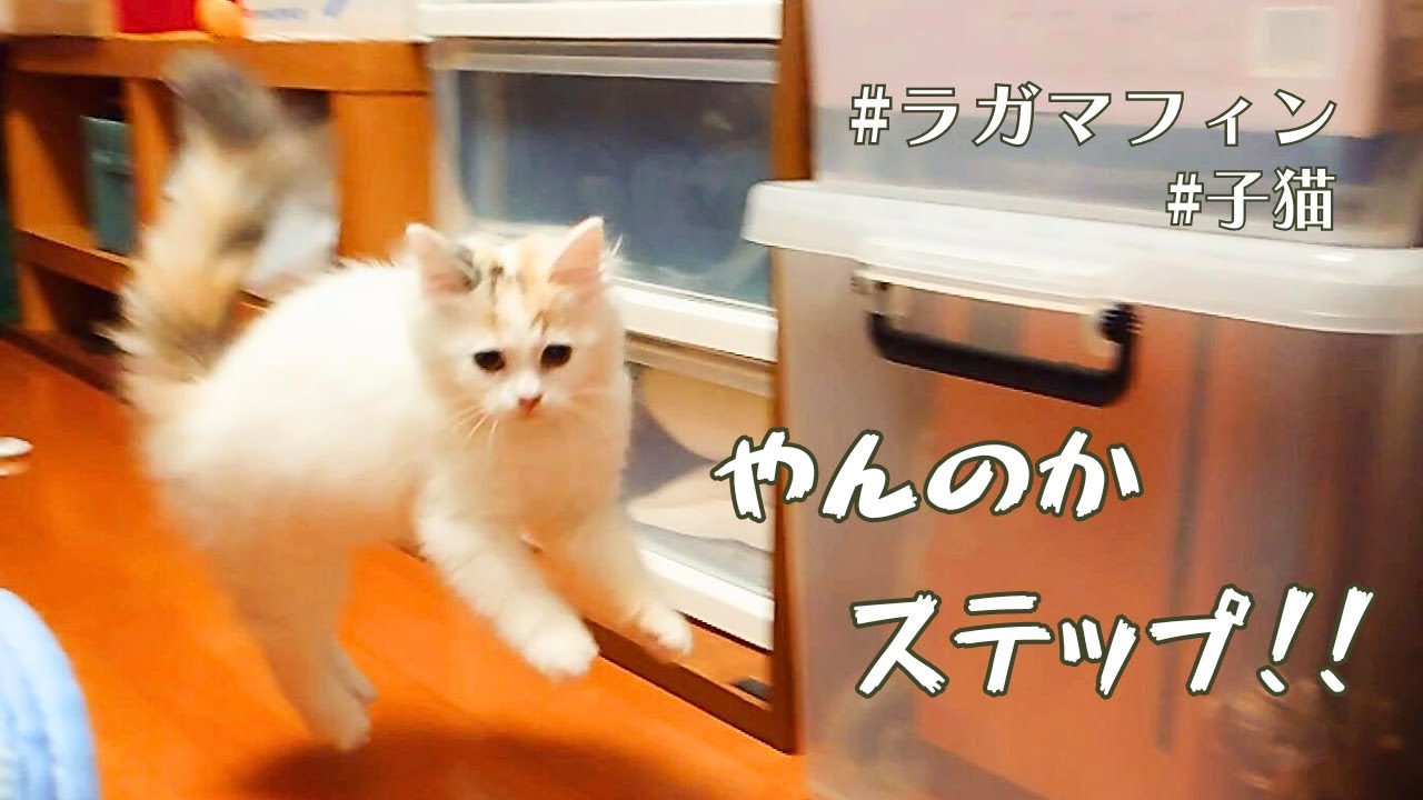 オラオラしてくる子猫【ラガマフィン】【ragamuffin】
