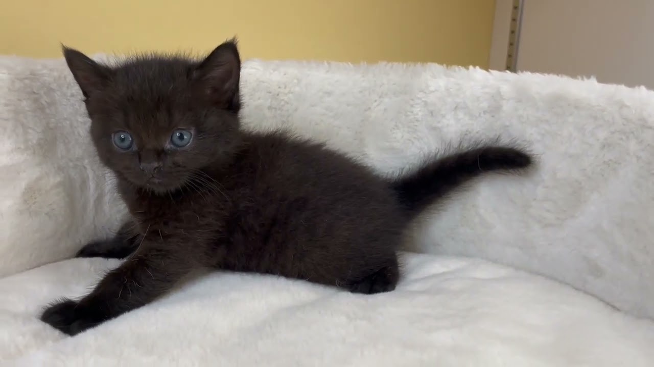 ボンベイ 【ブラック】レア猫種✨黒猫の代表ボンベイ兄妹❣️