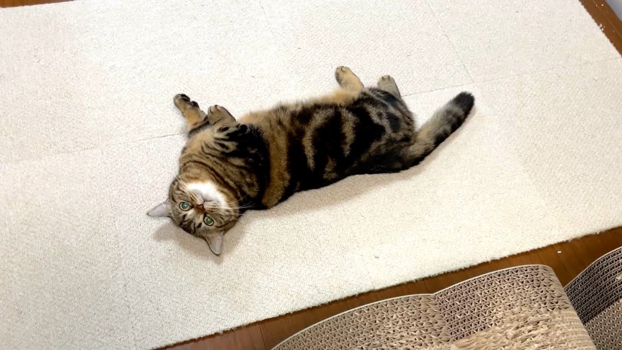 振り返るとモフられ待ちしてる猫がいましたw