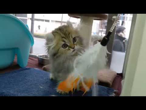 アメリカンカール♪可愛さ抜群☆★癒やしの子犬子猫チャンネル★☆