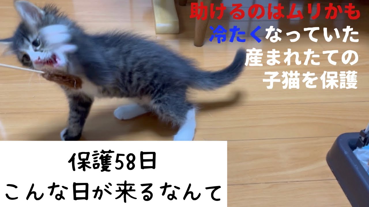 冷たくなっていた子猫の保護、58日目