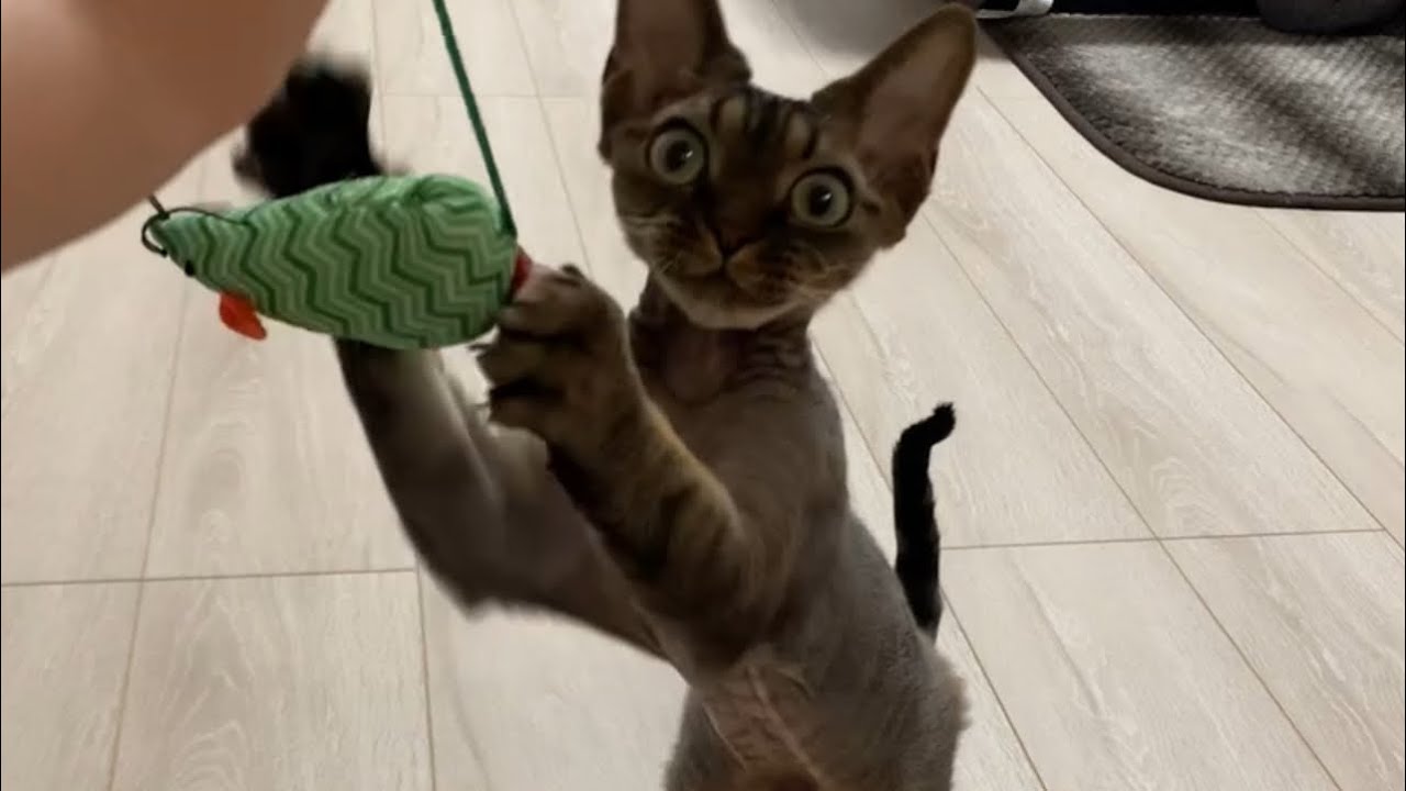 デボンレックス弟はどのネズミさんがお好き？(Which mouse toys does the Devon Rex cat like?)