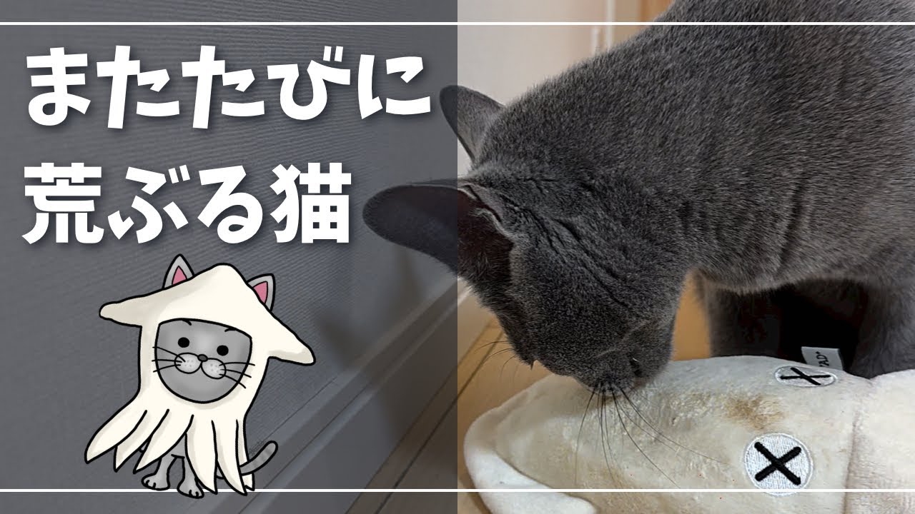 またたびの効果が切れて『素に戻る瞬間』がツボですｗ【ロシアンブルー】猫