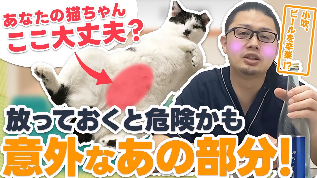 普段後回しにしているワンちゃん猫さんの治療、ホントは早めの対処が大事なんですよ、というお話【鮎正宗酒造　毘】