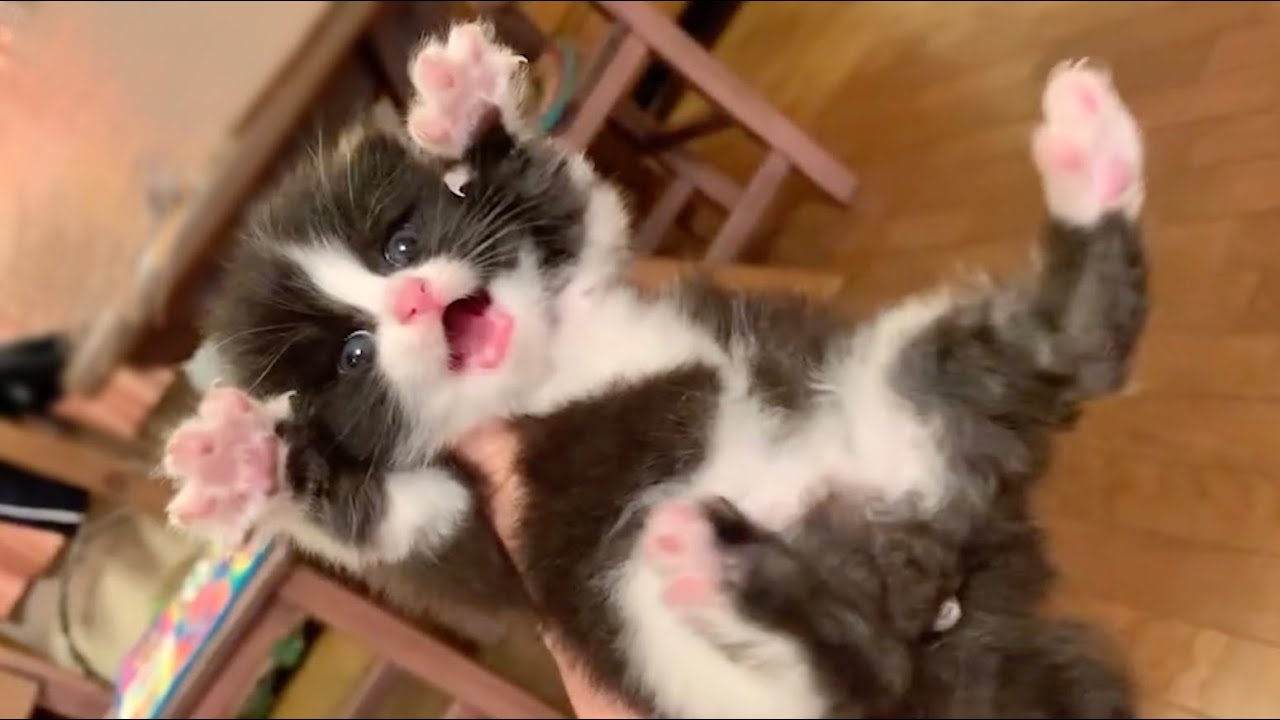保護した赤ちゃん猫の精一杯の「がおー！」 #shorts