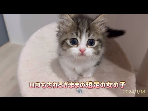 【マンチカンこねこ】天然むすめ。おっとりさんかな？