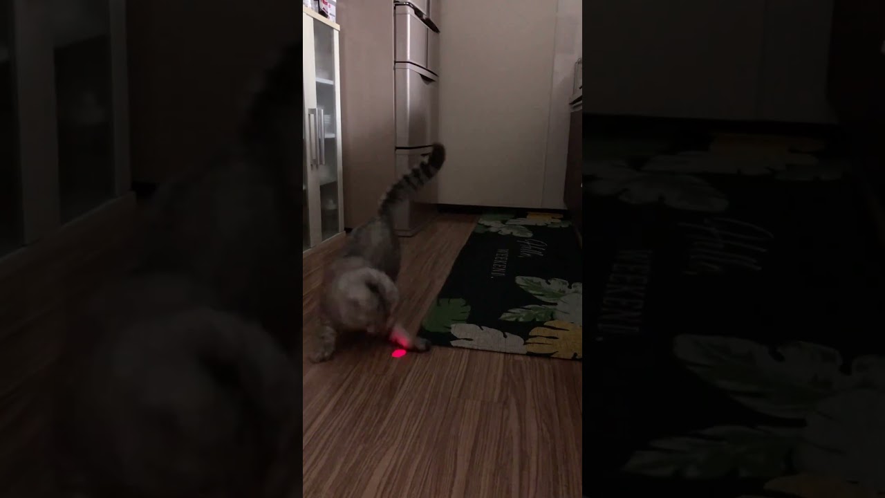 今日も元気な猫さんです♪ #shorts #スコティッシュフォールド #ソマリ #にゃんこ #ねこ #スコ