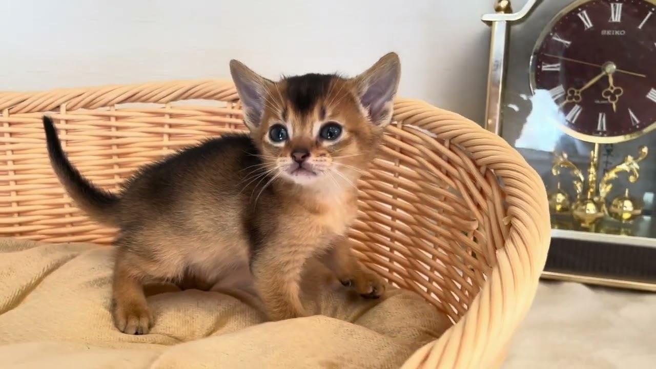 アビシニアン コロコロで可愛いアビ兄弟💕