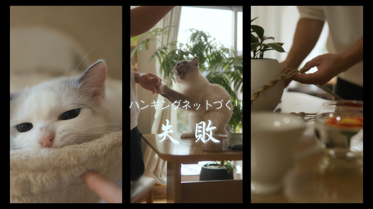 ハンギングネット作りの失敗　#猫 #ラグドール #ragdollcat