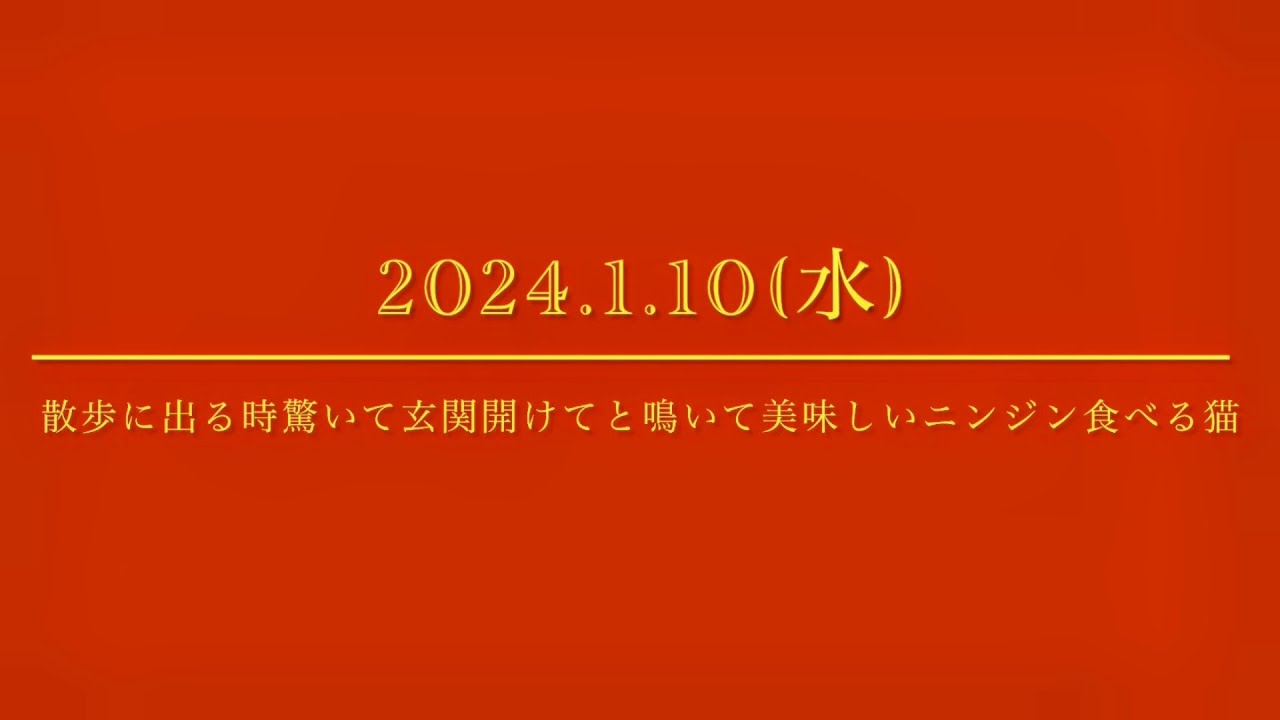 #風の猫　2024.1.10(水)　散歩に出るとき驚いて..　玄関開けて！と、鳴いて..　美味しい刻みニンジンカツオ節和えを食べる猫・・・