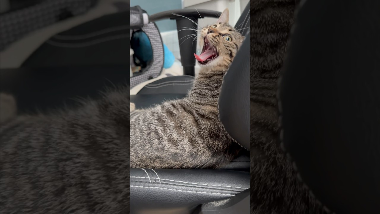 【猫動画】目を離した好きに子猫に席を取られました...笑  #shorts