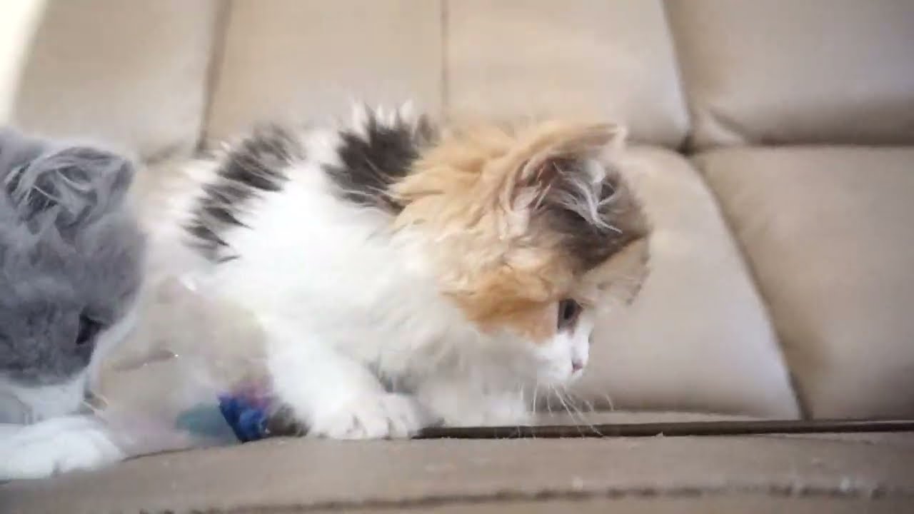 セルカークレックス子猫　2023.11.5産まれ 　キャリコ　三毛猫　　女の子　Selkirk Rex　シーダキャット猫のお店