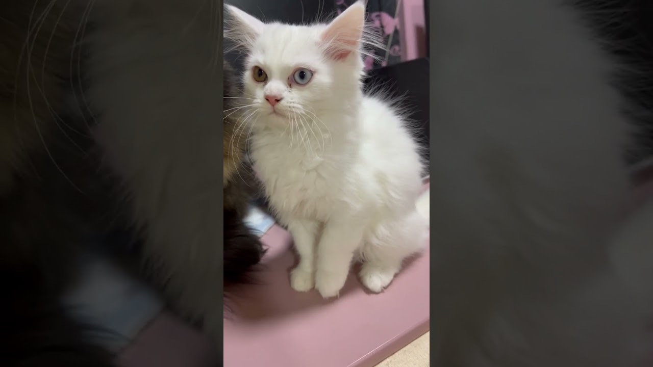 ミックス 真っ白　オッドアイの男の子　ペルシャMIX