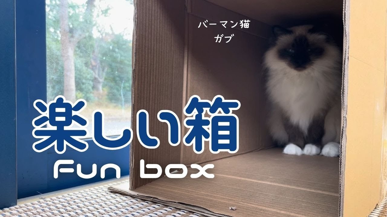 バーマン猫ガブとラフ【楽しい箱】Fun box（バーマン猫）Birman/Cat