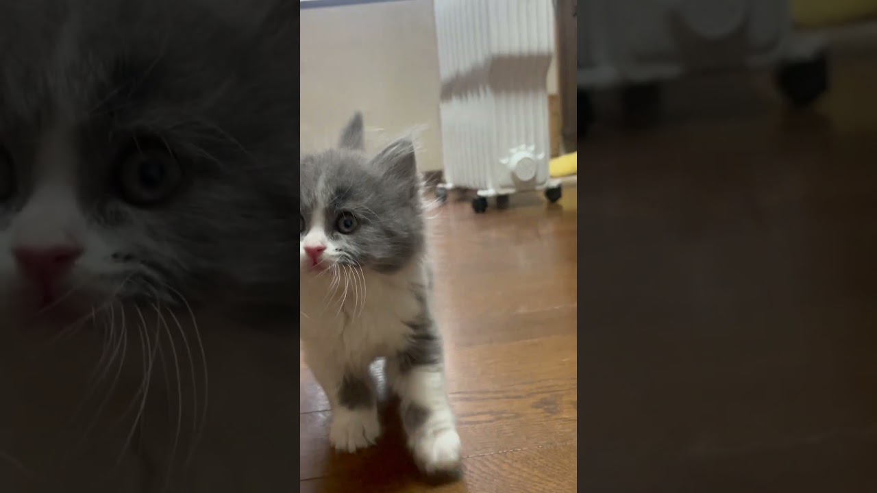#shorts 【お気に入りの子猫】 シャルブリちゃん
