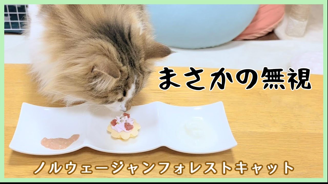 【猫と誕生日】イチゴタルトの結末【ノルウェージャンフォレストキャット】