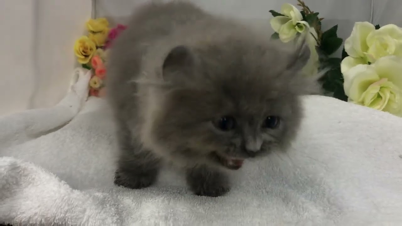 アメリカンカール子猫情報/宮城県ペットショップ鈴花