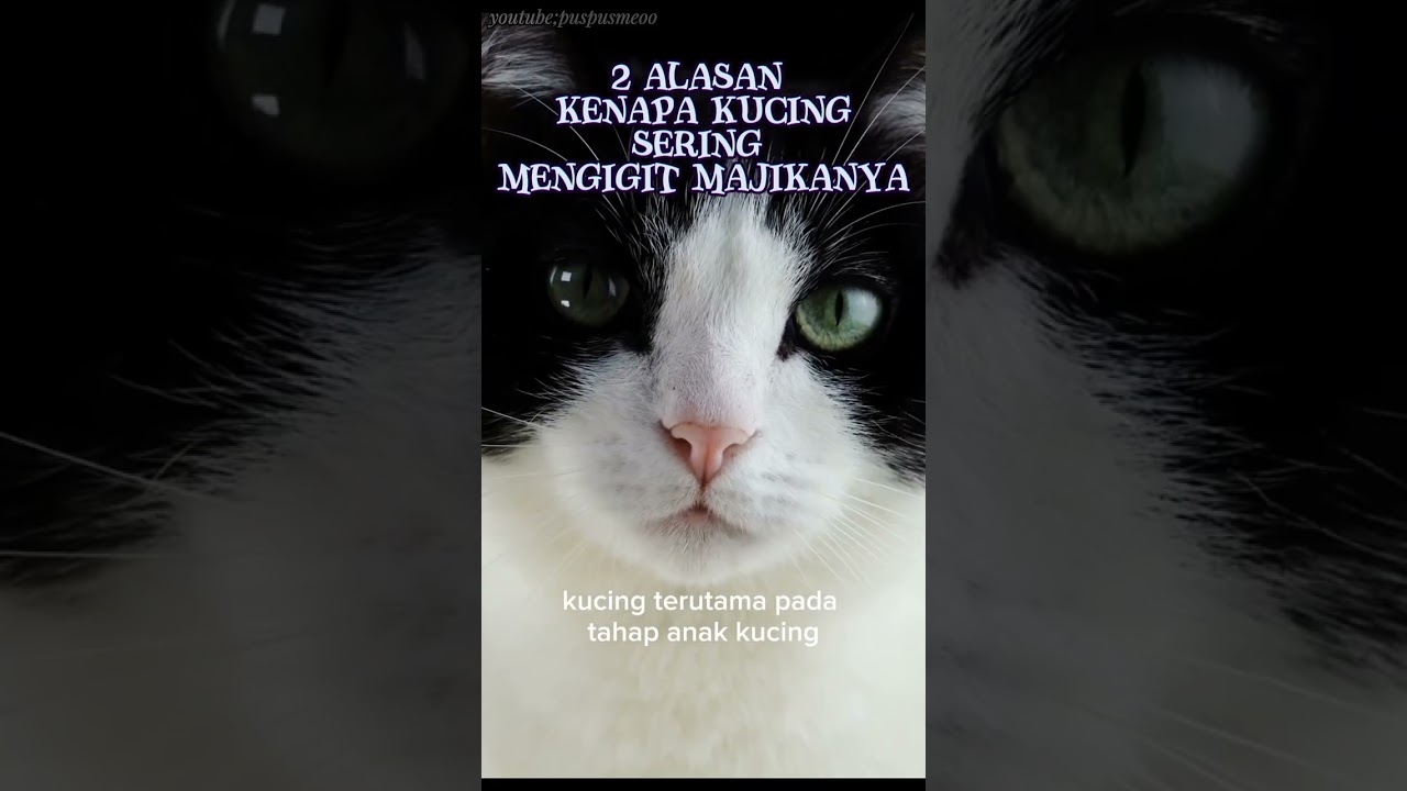 Alasan kucing mengigit majikan#kucing #shorts