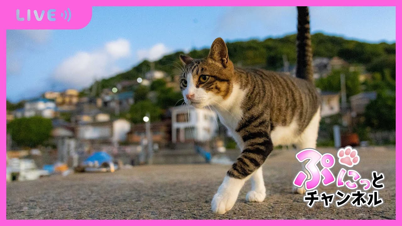 可愛い猫ちゃんライブ配信♪2024/1/19
