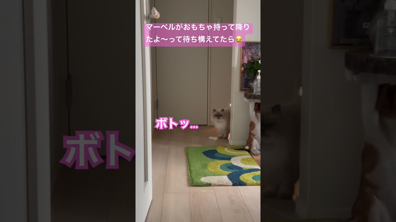 待ち構えてたら固まったマーベル🐈 #shorts #うちのにゃんこ #ヒマラヤン #マーベル #ねこ #かわいい