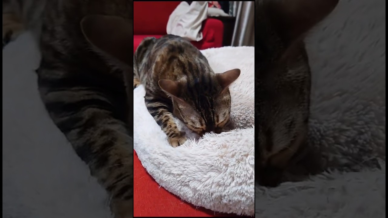 クッションを吸うのがやめられない猫【ベンガル猫】