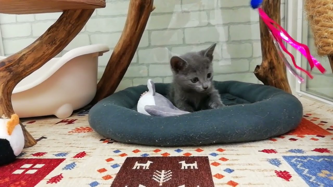 ロシアンブルー♀2023.11/18生まれ