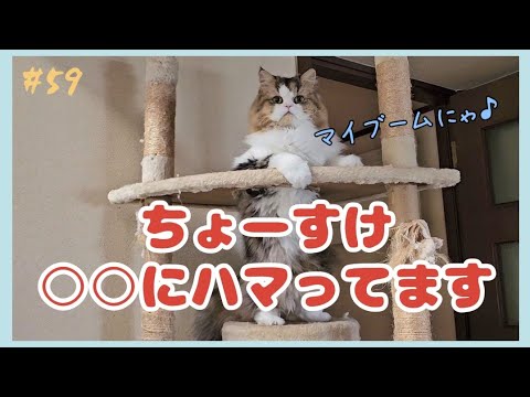 #59 最近のお気に入りはこれ😆ほぼこれで遊んでます♪
