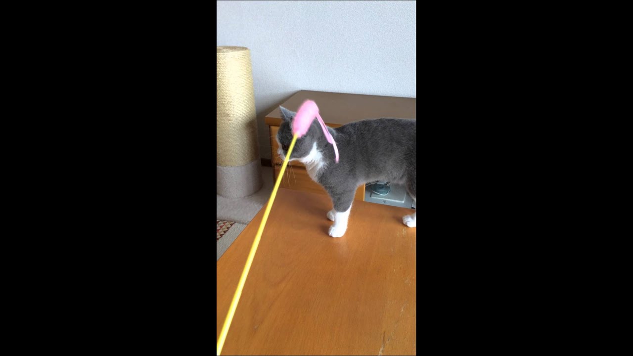 2015/09/08　セルカークレックスの梅子vol.98